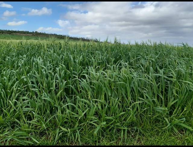 FARM FOR SALE IN RIVERSDALE